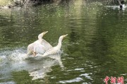 九宫算命吉林：罕见白鸬鹚连续两年“故地重游”
